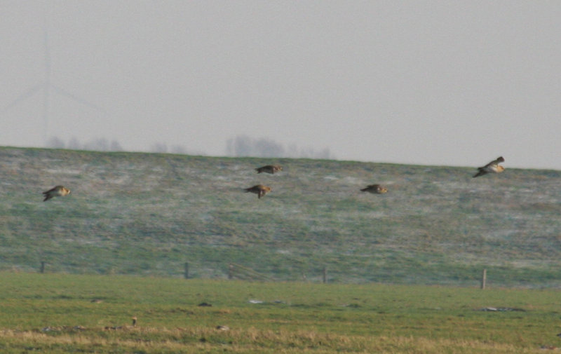 European Golden Plover (Pluvialis apricaria) Camperduin, Vereenigde Harger en Pettemerpolder