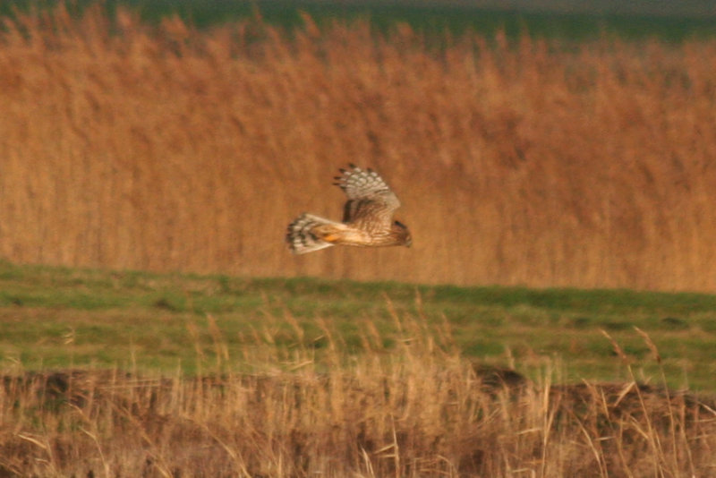 Hen Harrier (Circus cyaneus) Camperduin, Vereenigde Harger en Pettemerpolder