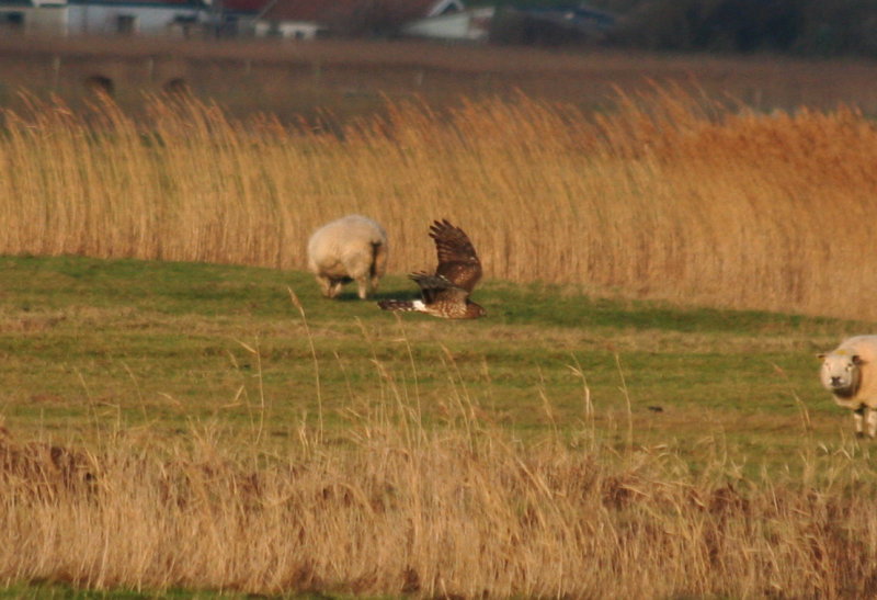 Hen Harrier (Circus cyaneus) Camperduin, Vereenigde Harger en Pettemerpolder NH