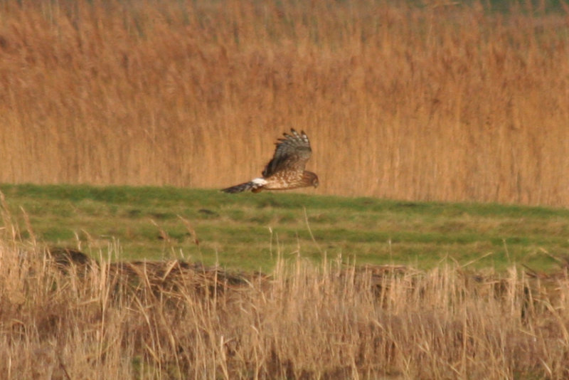 Hen Harrier (Circus cyaneus) Camperduin, Vereenigde Harger en Pettemerpolder