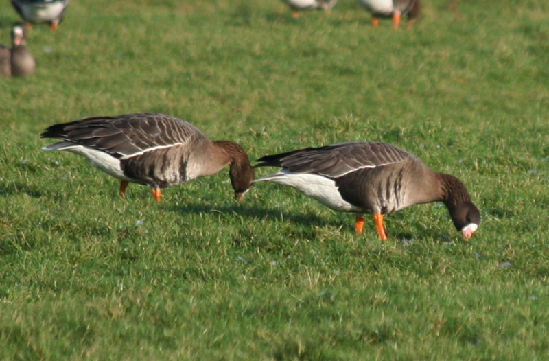 Greater White-fronted Goose (Anser albifrons) Camperduin, Vereenigde Harger en Pettemerpolder