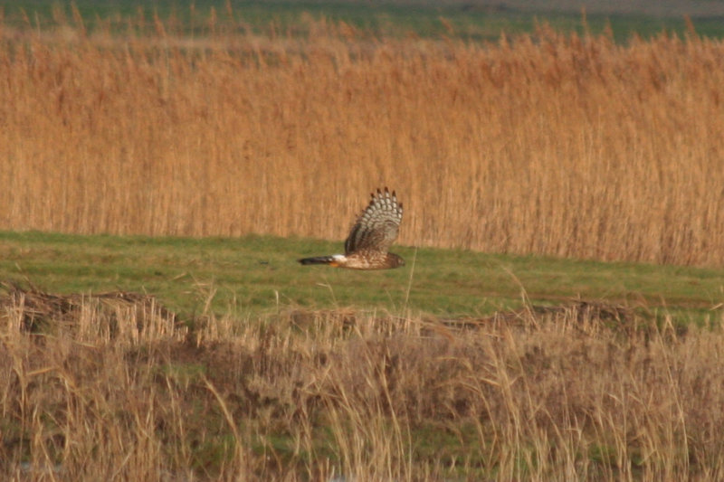Hen Harrier (Circus cyaneus) Camperduin, Vereenigde Harger en Pettemerpolder