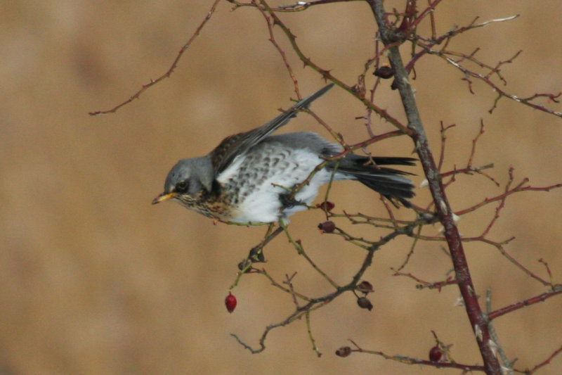 Fieldfare (Turdus pilaris) Oostvoorne, Groene strand