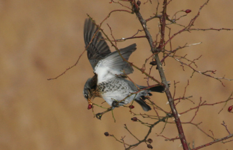 Fieldfare (Turdus pilaris) Oostvoorne, Groene strand.JPG