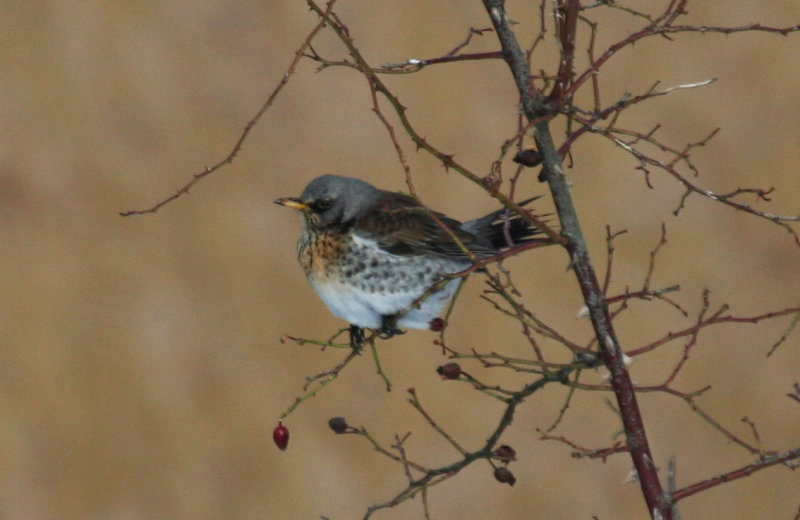 Fieldfare (Turdus pilaris) Oostvoorne, Groene strand.JPG