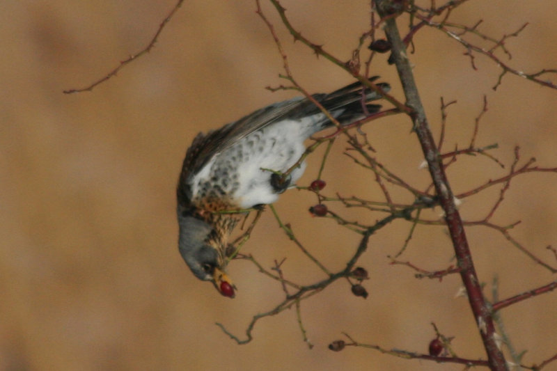 Fieldfare (Turdus pilaris) Oostvoorne, Groene strand.JPG