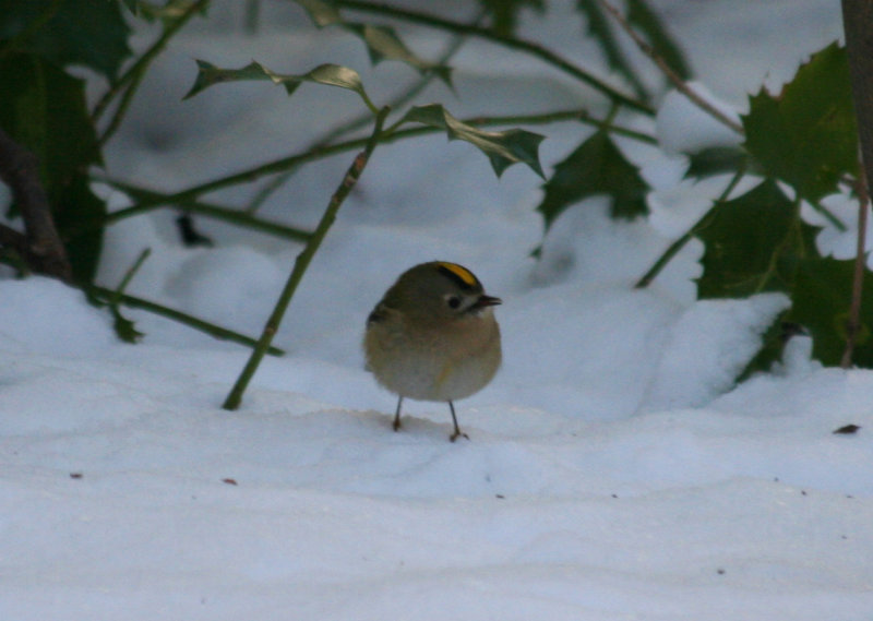 Goldcrest (Regulus regulus) Oostvoorne, Mildenburg