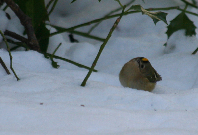 Goldcrest (Regulus regulus) Oostvoorne, Mildenburg