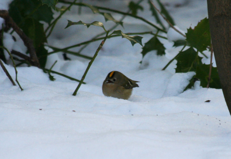 Goldcrest (Regulus regulus) Oostvoorne, Mildenburg