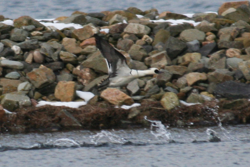 Smew (Mergellus albellus) Oostvoornse meer