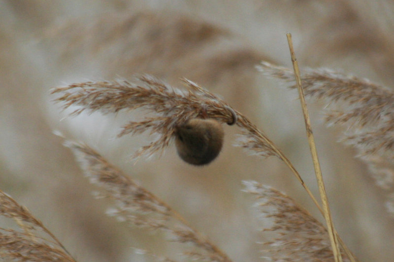 Harvest Mouse (Micromys minutus) Oostvoorne, Groene strand, ZH, Netherlands