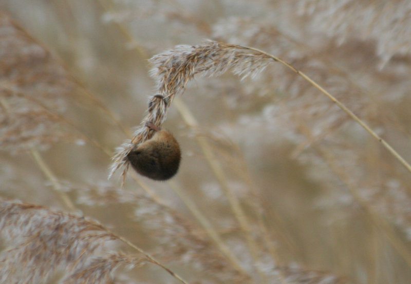 Harvest Mouse (Micromys minutus) Oostvoorne, Groene strand.JPG