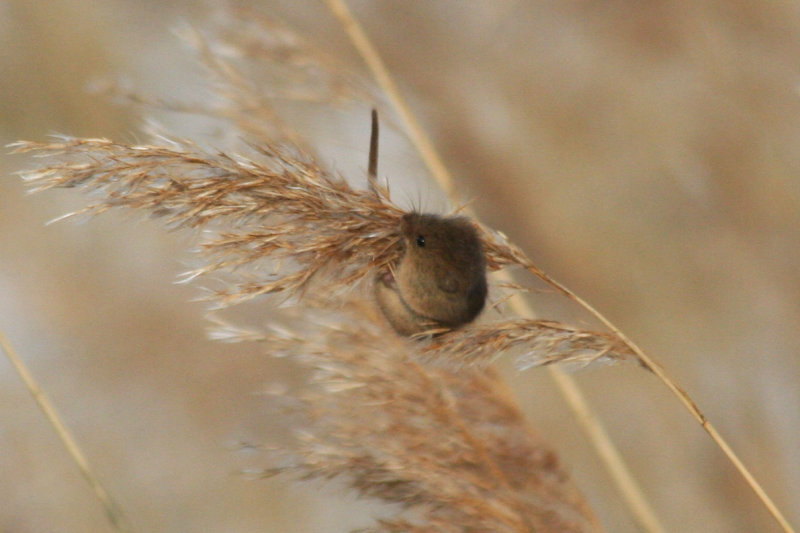 Harvest Mouse (Micromys minutus) Oostvoorne, Groene strand