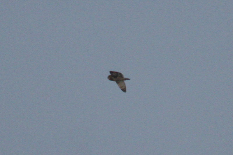 Short-eared Owl (Asio flammeus) Kwade Hoek