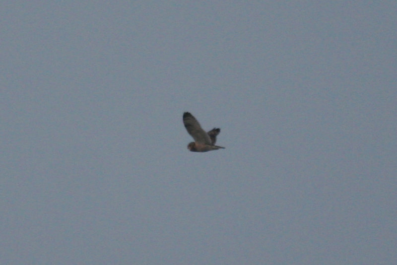 Short-eared Owl (Asio flammeus) Kwade Hoek