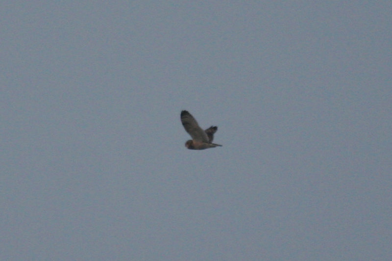 Short-eared Owl (Asio flammeus) Kwade Hoek