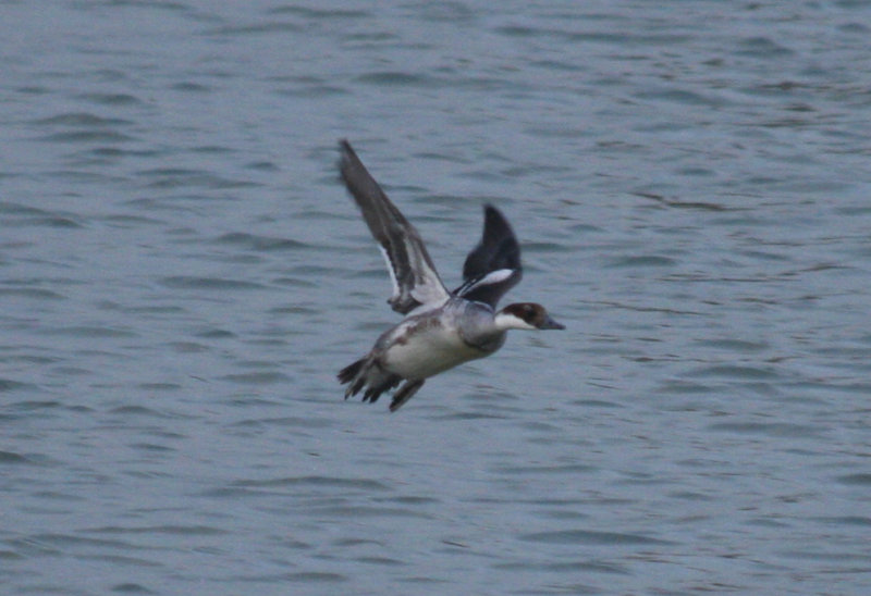Smew (Mergellus albellus) Stellendam, Buitenhaven
