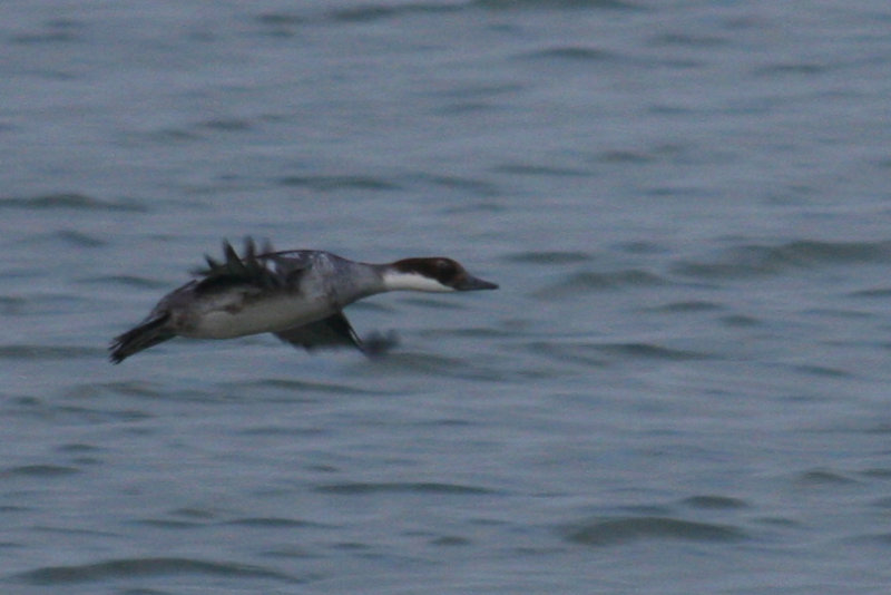 Smew (Mergellus albellus) Stellendam, Buitenhaven