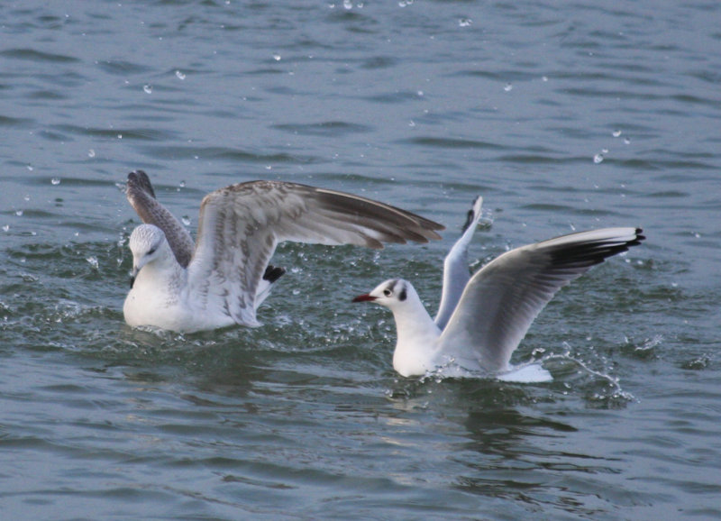 Common Gull (Larus canus) and Black-headed Gull - Stellendam, Buitenhaven