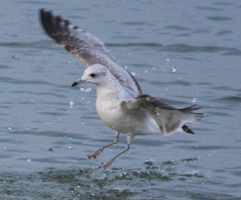 Common Gull (Larus canus) Stellendam, Buitenhaven