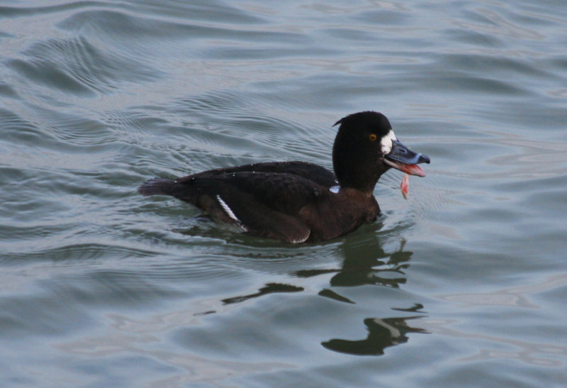 Tufted Duck (Aythya fuligula) with fish - Stellendam Buitenhaven.JPG