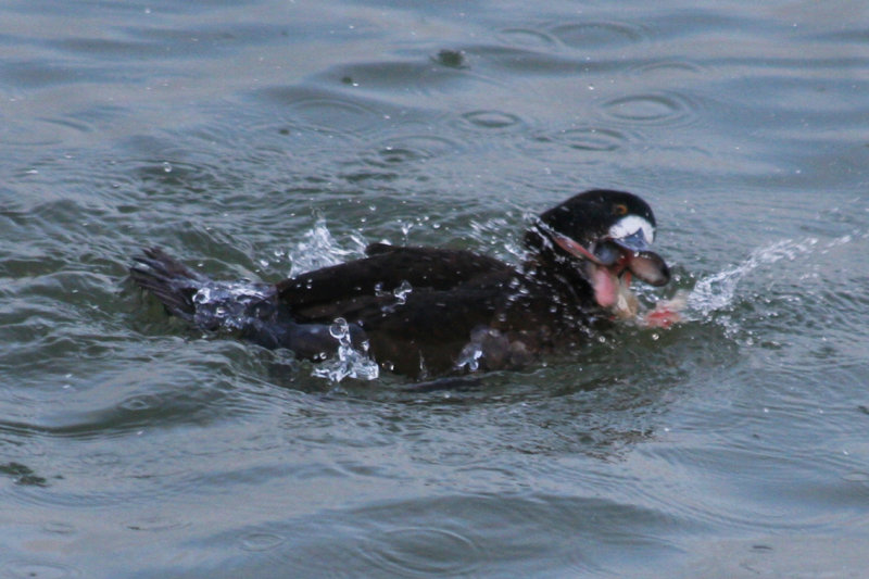 Tufted Duck (Aythya fuligula) with fish - Stellendam Buitenhaven.JPG