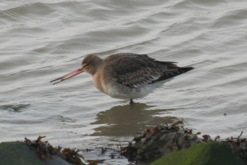 Black-tailed Godwit (Limosa limosa), Kwade Hoek.JPG