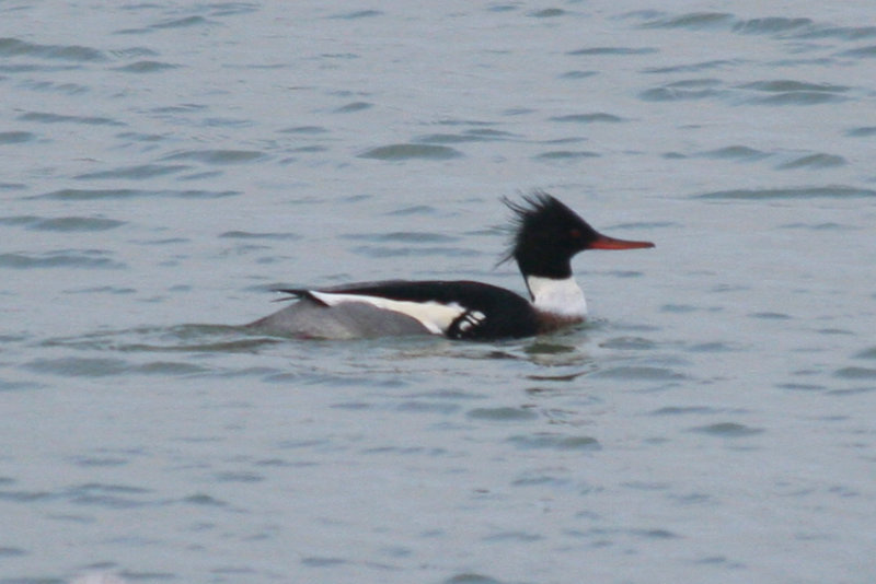 Red-breasted Merganser (Mergus serrator) Stellendam, Buitenhaven
