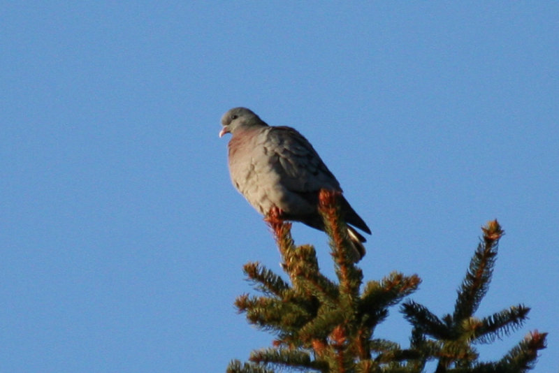 Stock Dove (Columba oenas) Kralingse Bos, Rotterdam