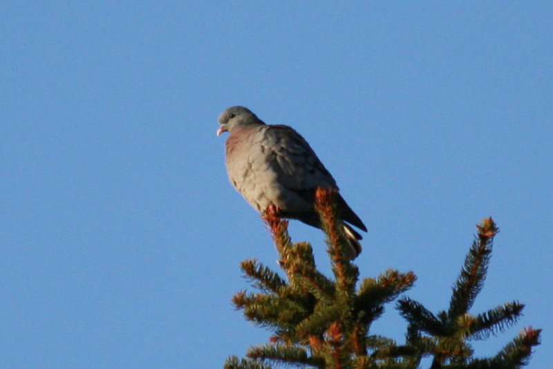 Stock Dove (Columba oenas) Kralingse Bos, Rotterdam.JPG