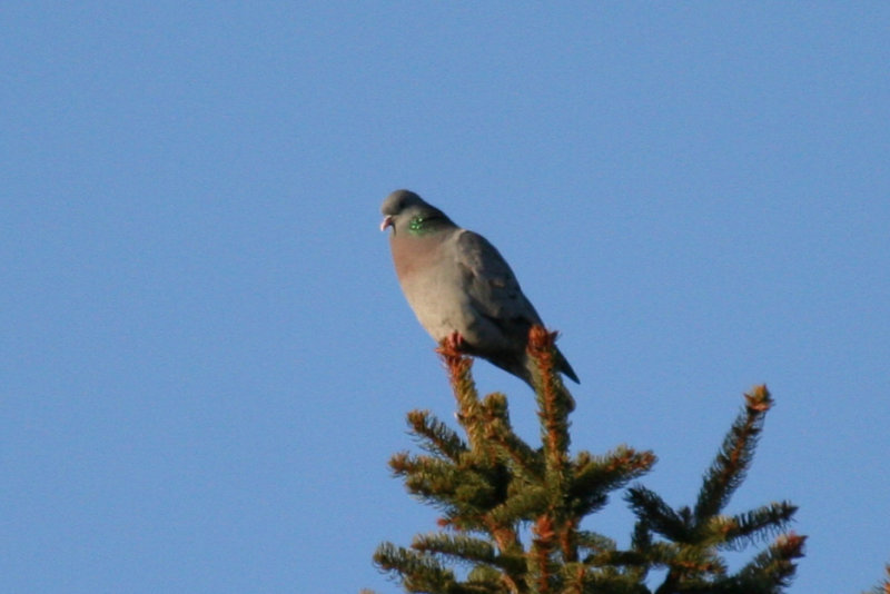 Stock Dove (Columba oenas) Kralingse Bos, Rotterdam
