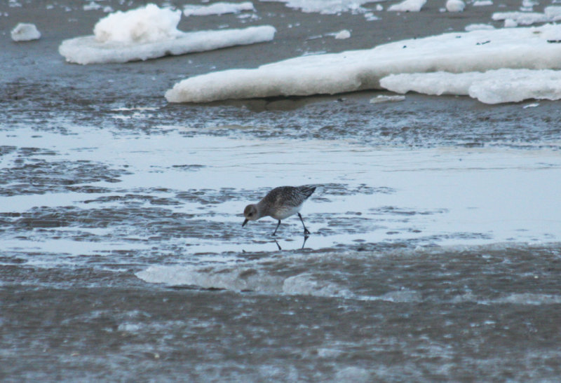 Grey Plover (Pluvialis squatarola) Kwade Hoek