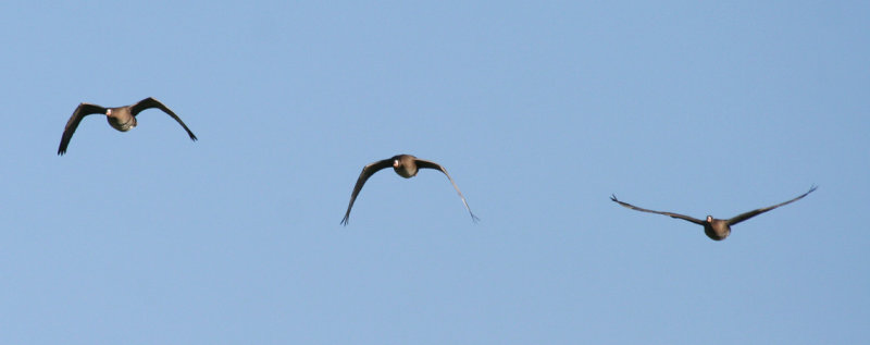 Greater White-fronted Goose (Anser albifrons) Camperduin Vereenigde Harger en Pettermerpolder