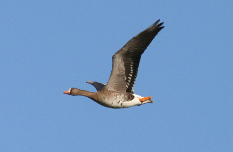 Greater White-fronted Goose (Anser albifrons) Camperduin Vereenigde Harger en Pettermerpolder