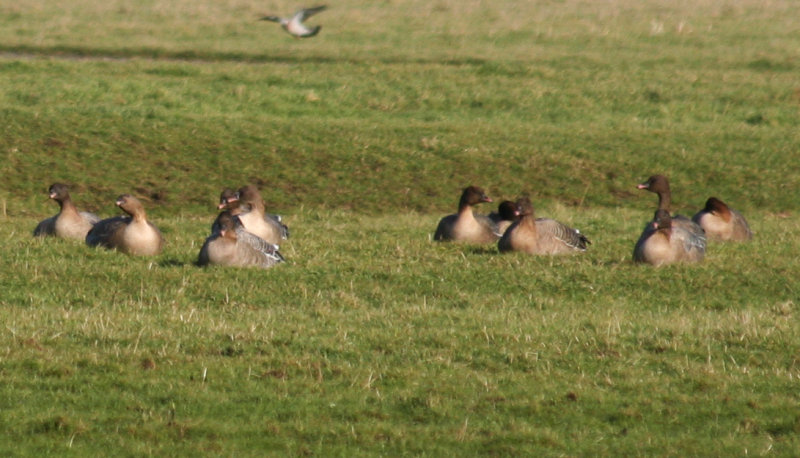 Pink-footed Geese (Anser brachyrhynchus) Camperduin Vereenigde Harger en Pettermerpolder