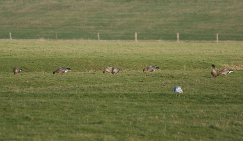 Pink-footed Geese (Anser brachyrhynchus) Camperduin Vereenigde Harger en Pettermerpolder