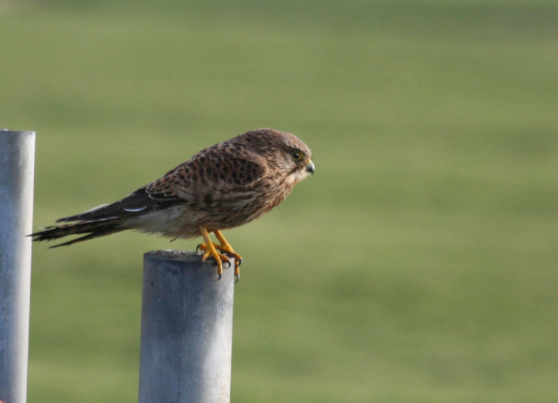 Common Kestrel (Falco tinnunculus) Camperduin Vereenigde Harger en Pettermerpolder