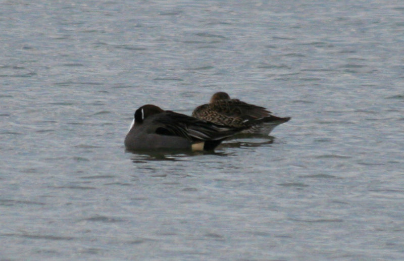 Northern Pintail (Anas acuta) Texel, Wagejot
