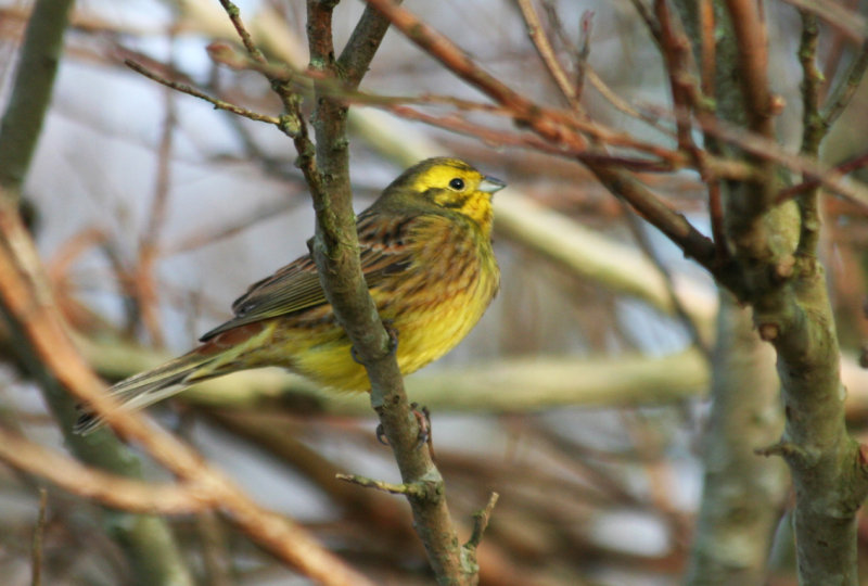 Yellowhammer (Emberiza citrinella) Texel