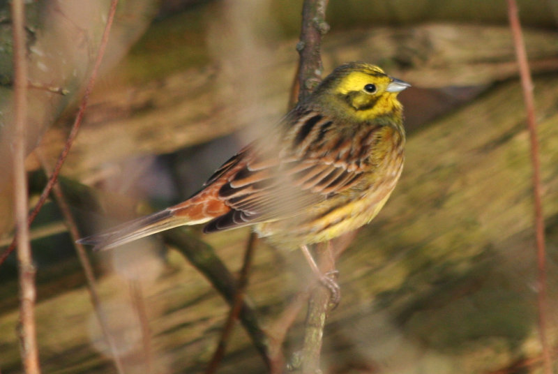 Yellowhammer (Emberiza citrinella) Texel