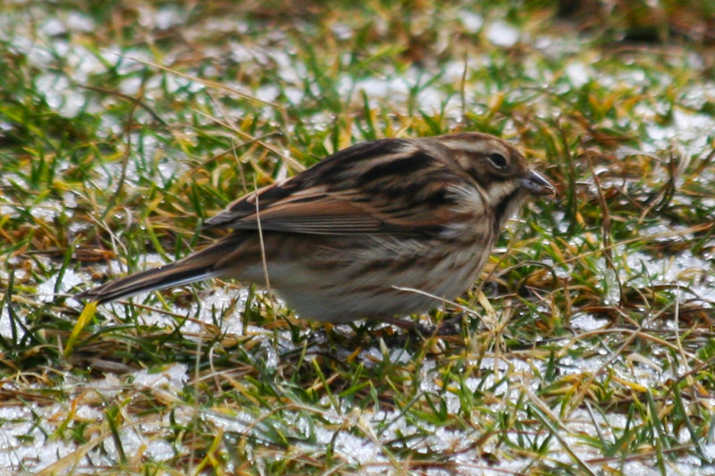 Common Reed Bunting (Emberiza schoeniclus) Texel, de Nederlanden