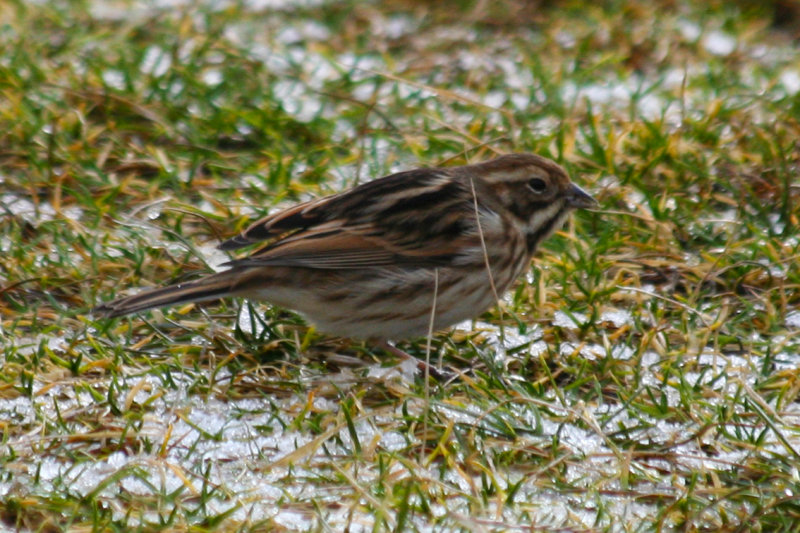 Common Reed Bunting (Emberiza schoeniclus) Texel, de Nederlanden
