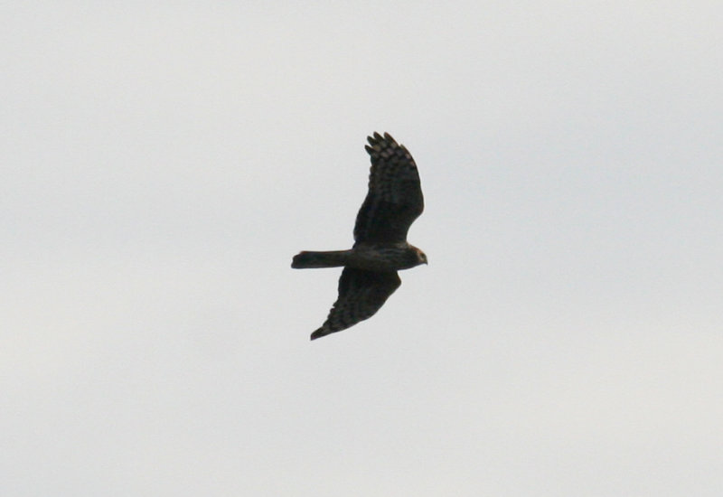 Hen Harrier (Circus cyaneus) Texel, de Muy