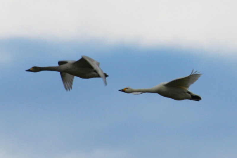 Bewick's Swan (Cygnus bewickii) Texel