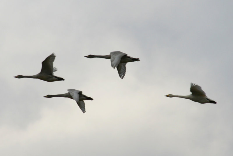 Bewick's Swan (Cygnus bewickii) Texel