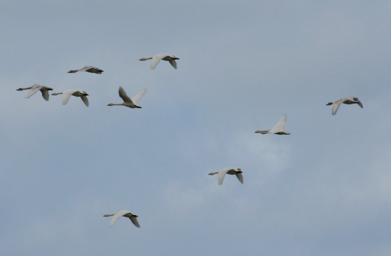 Bewick's Swan (Cygnus bewickii) Texel