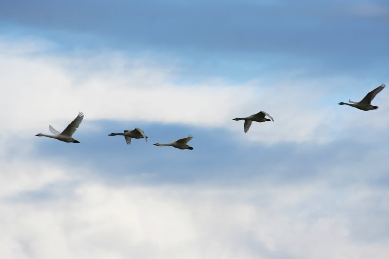 Bewick's Swan (Cygnus bewickii) Texel