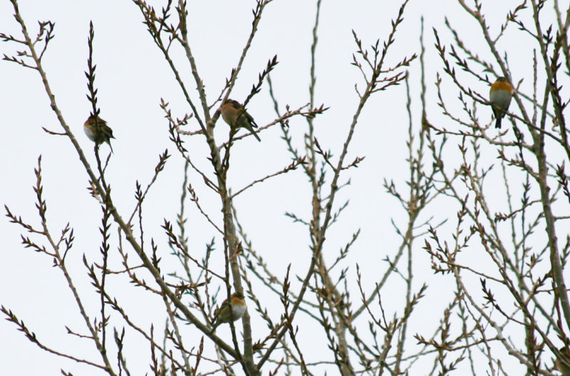 Brambling (Fringilla montifringilla) Texel