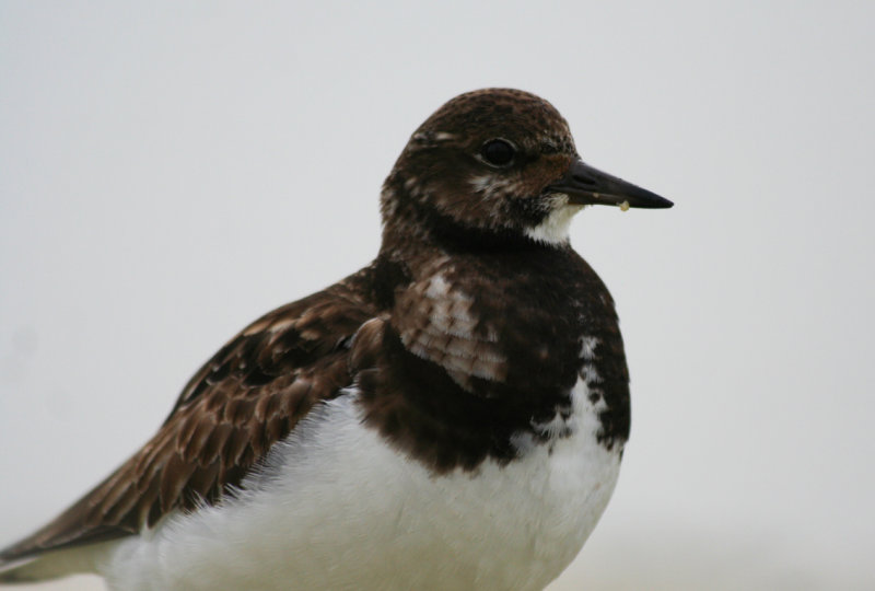 Ruddy Turnstone (Arenaria interpres) Zuidpier IJmuiden