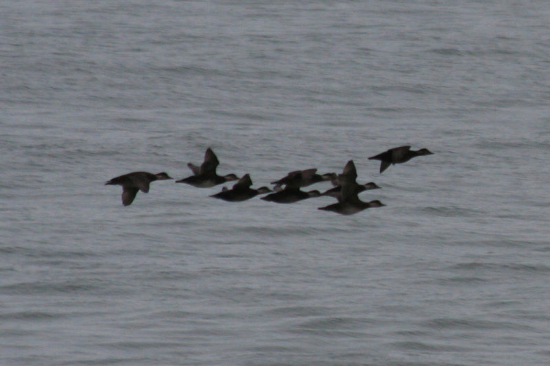 Common Scoter (Melanitta nigra) Zuidpier IJmuiden.JPG